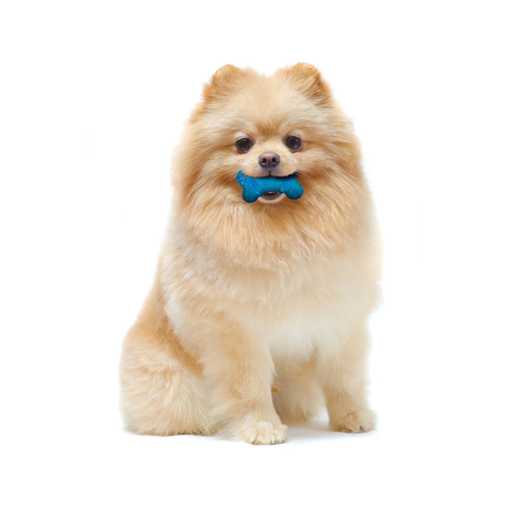 2-Pack XX-Small Chew Bone Dog Toy – Peanut Butter & Bacon, Orange & Blue