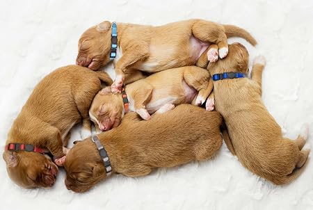 16 Pack Adjustable Puppy ID Collars Safety Buckles