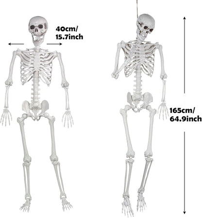Realistic life size skeleton for Halloween graveyard decor