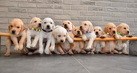 16 Pack Adjustable Puppy ID Collars Safety Buckles