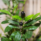 6Ft Faux Olive Tree, Artificial Olive Tree Indoor, High Imitation Silk Plant Fake Olive Tree with Realistic Leaves and Fruits, Suitable for Home Living Room Office Decoration